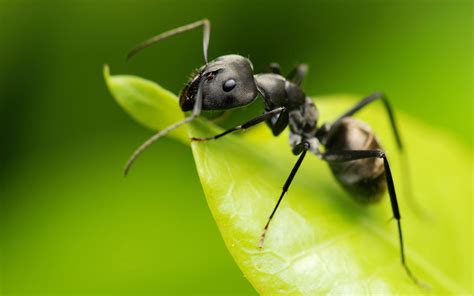 一群螞蟻 马来西亚蜜蜂